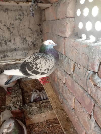 blu bar breeder pair