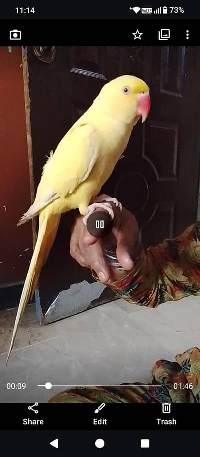 face to face handtamed