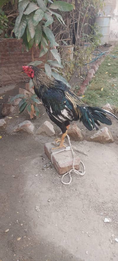 mushqa aseel real blood line