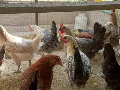 Hens Original Fayoumi Misri & Desi Hens | Ready for Eggs & Breeding