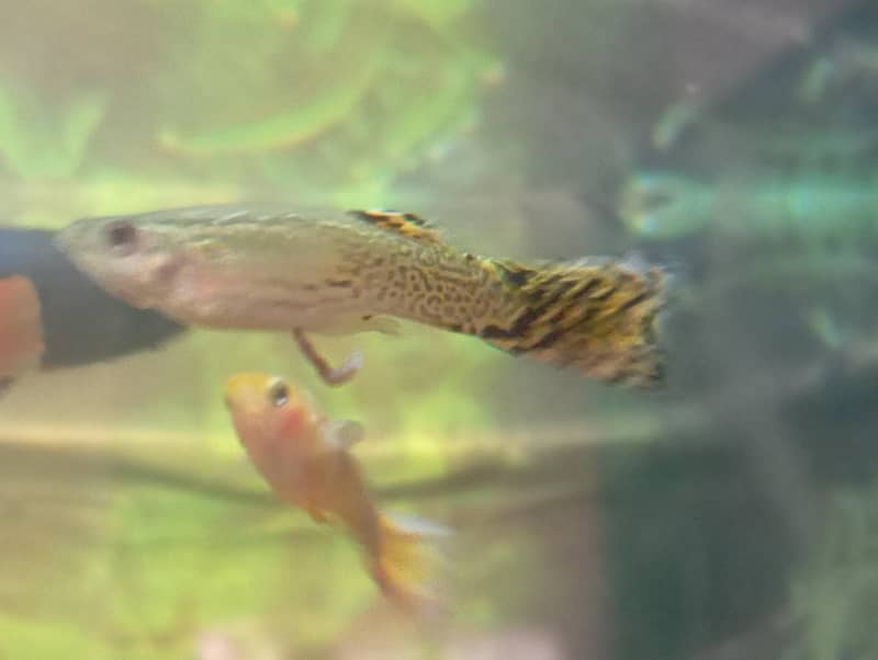 Half-moon Betta and guppy pair 2