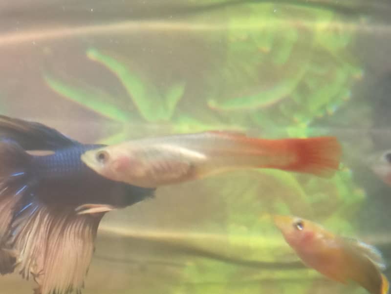Half-moon Betta and guppy pair 4