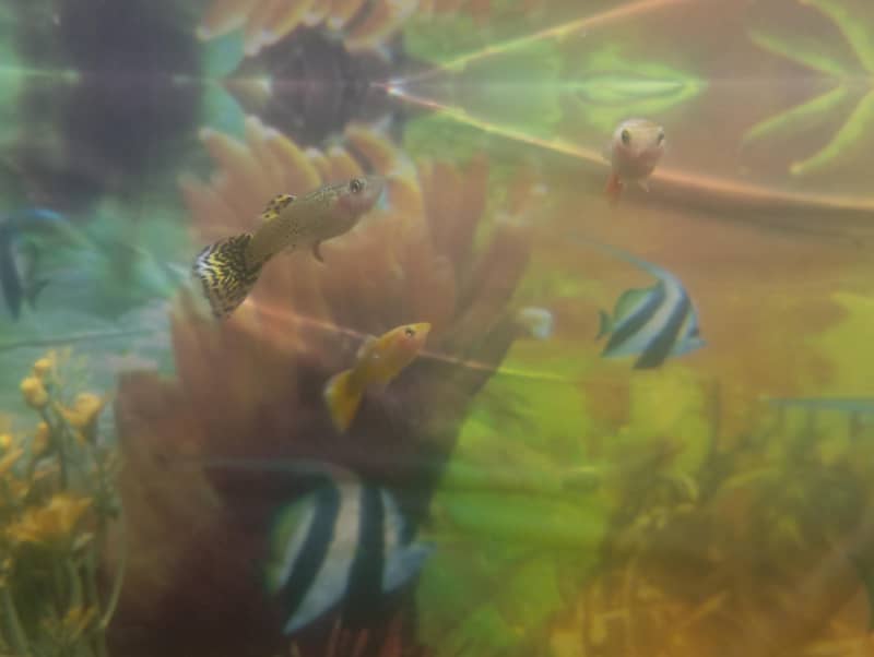 Half-moon Betta and guppy pair 5