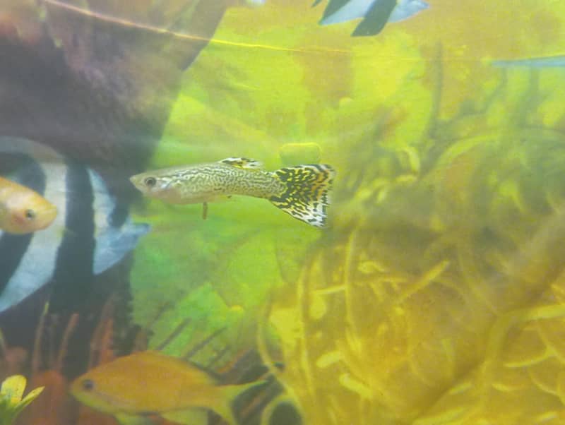 Half-moon Betta and guppy pair 6