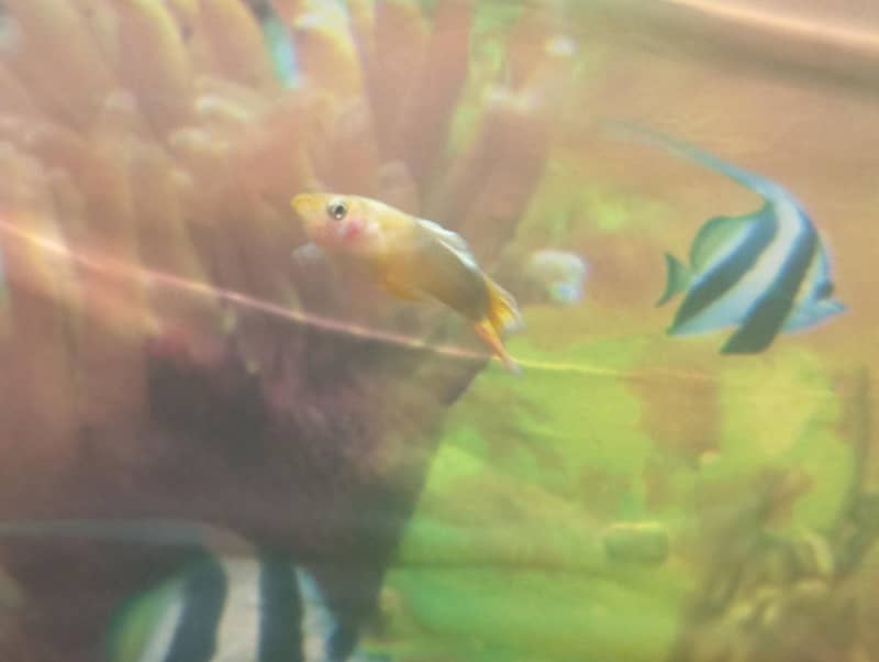 Half-moon Betta and guppy pair 7