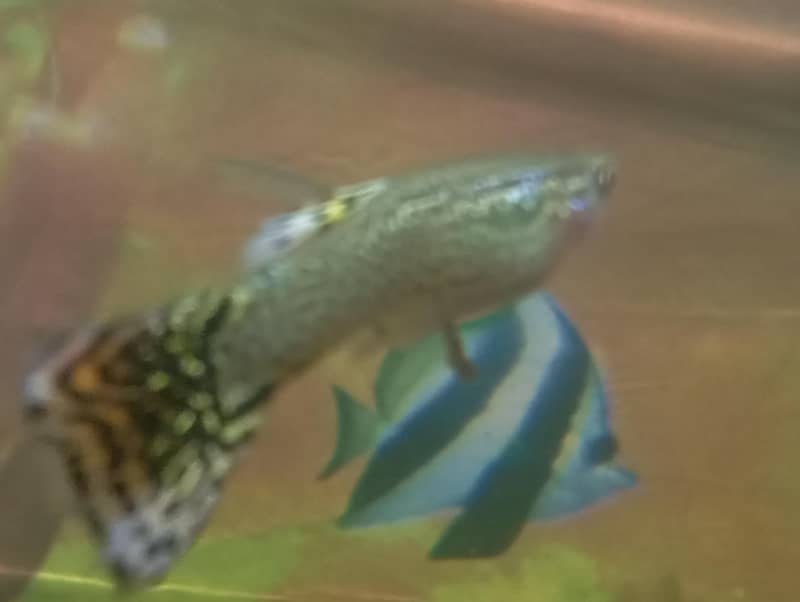 Half-moon Betta and guppy pair 8