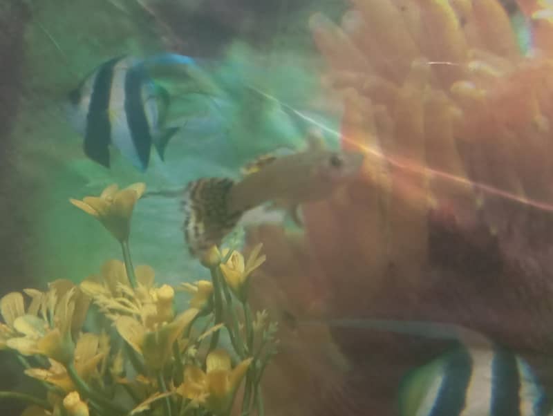 Half-moon Betta and guppy pair 9