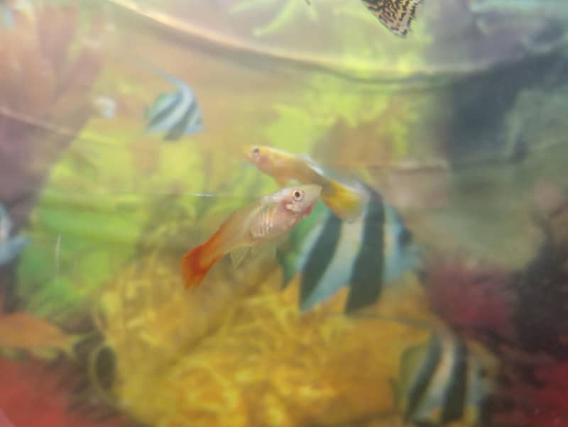 Half-moon Betta and guppy pair 10