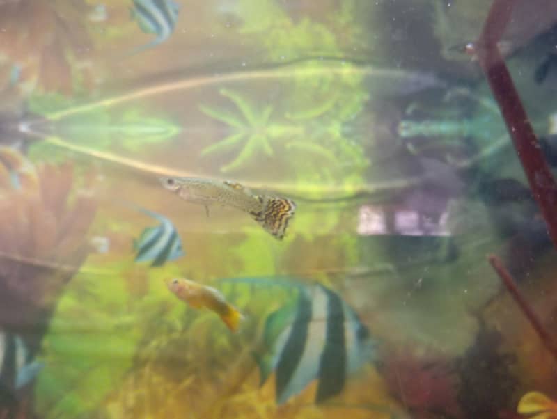 Half-moon Betta and guppy pair 11