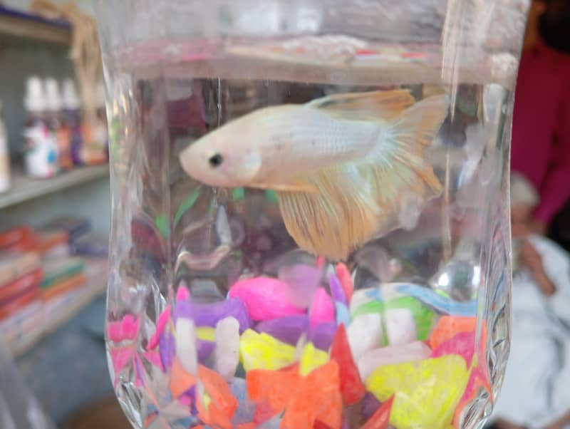 Half-moon Betta and guppy pair 12