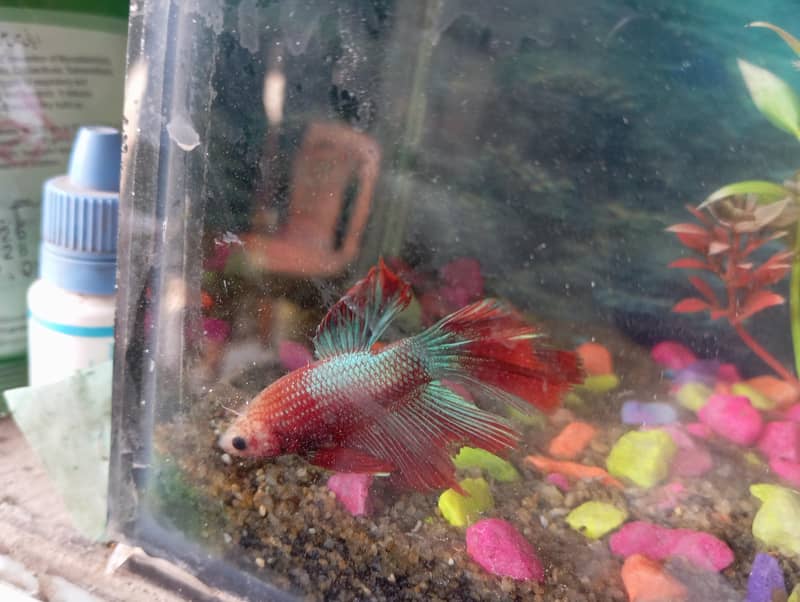 Half-moon Betta and guppy pair 13