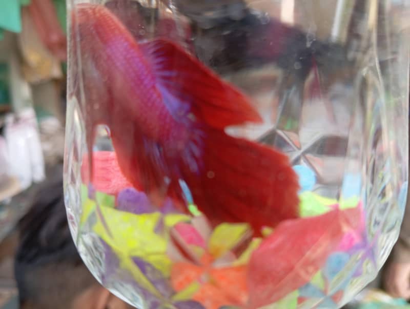 Half-moon Betta and guppy pair 14