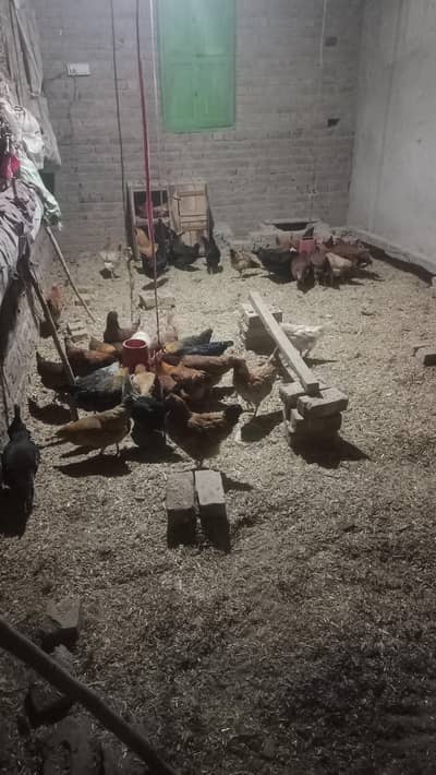 Golden Misri Eggs lying Hens for Sale