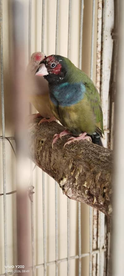 Lady gouldain blue/olive and yellow/orange face(Whatsapp: 03411125660)