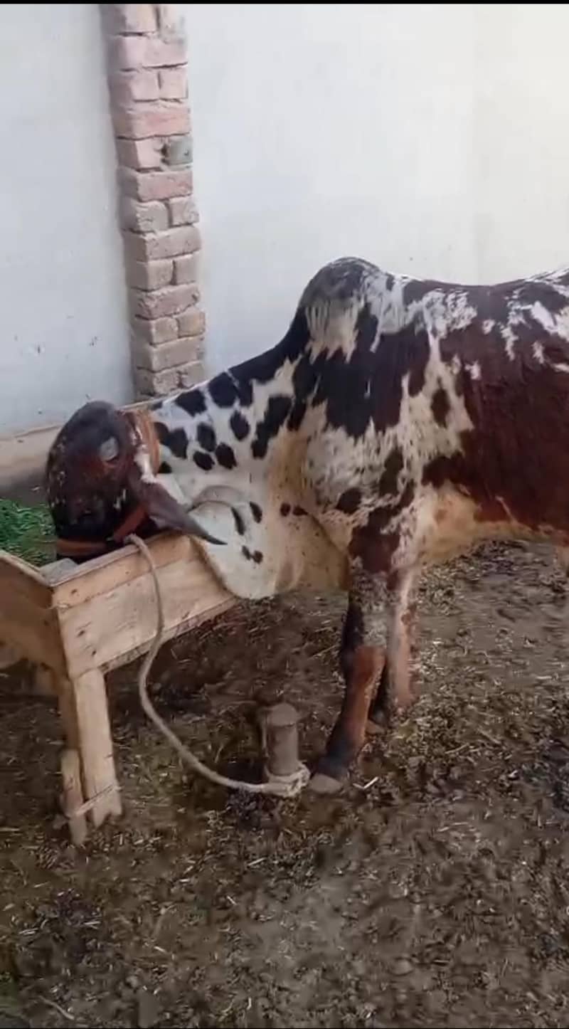 برائے فروخت 0