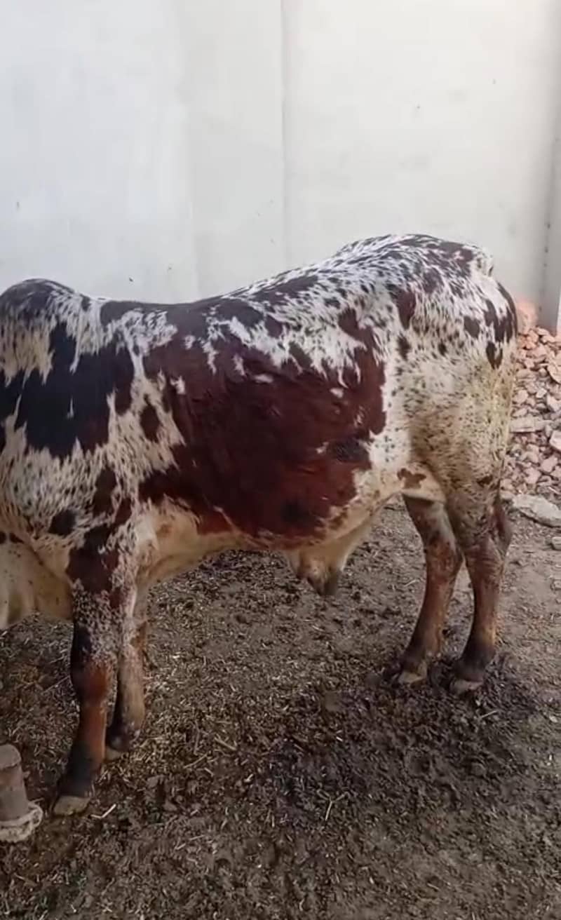 برائے فروخت 1