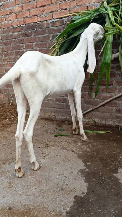 Rajanpuri Heera Goat