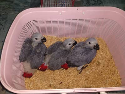African grey parrot chicks for sale 03244339657
