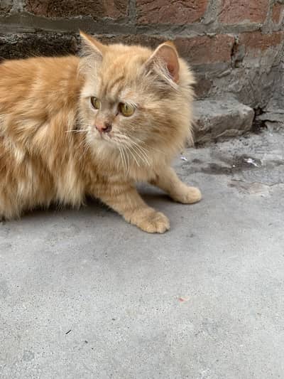 Persian cat