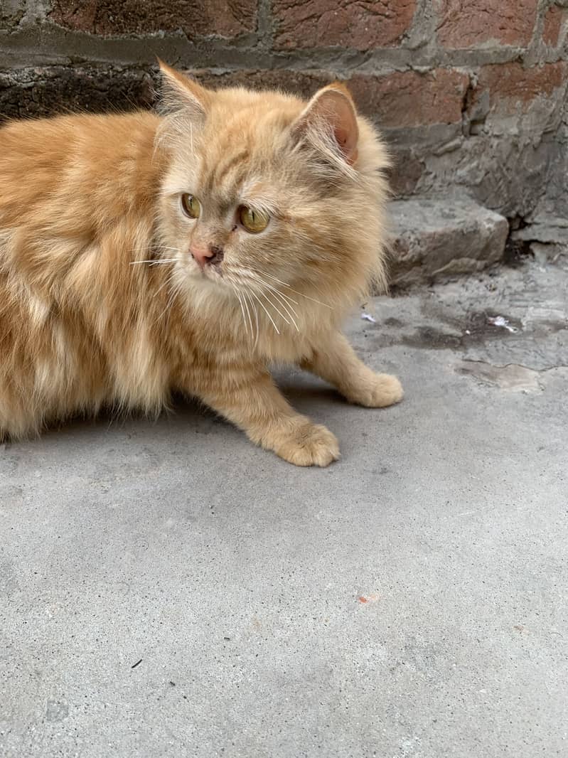 Persian cat 0