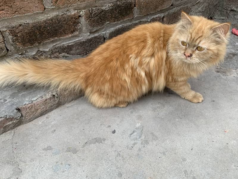Persian cat 1