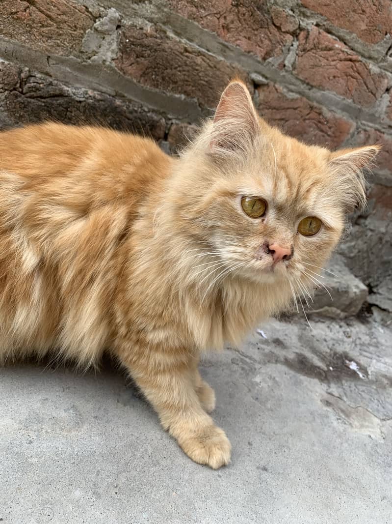 Persian cat 2