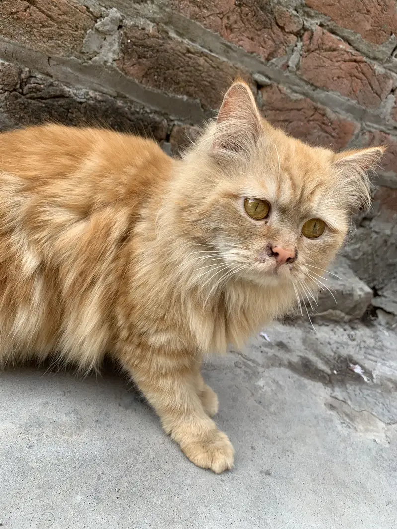 Persian cat — photo 3