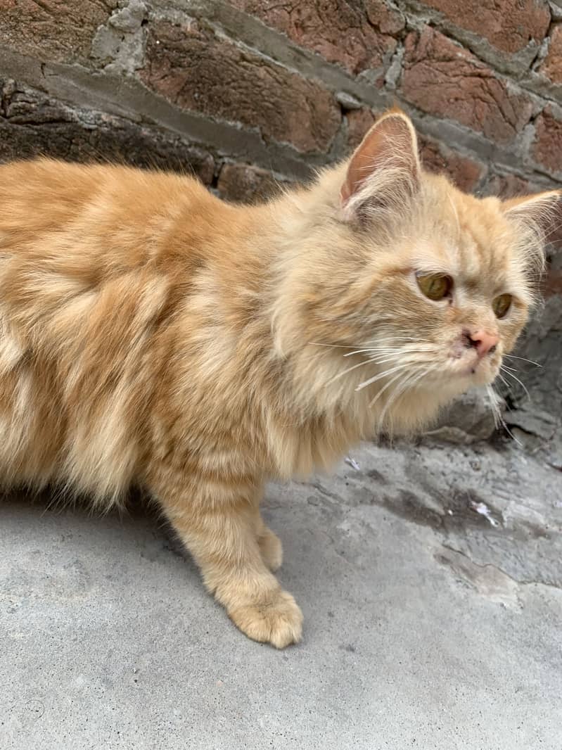 Persian cat 3