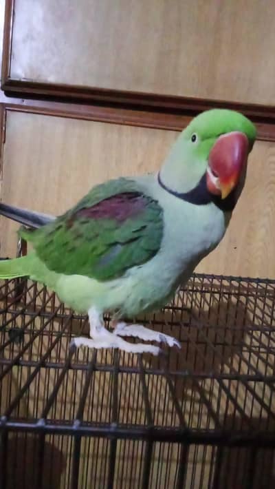 talking raw parrot for sale