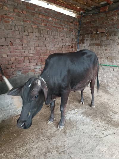 Farm House Organic pure Cow Milk