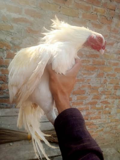 Heera patha white noke nali