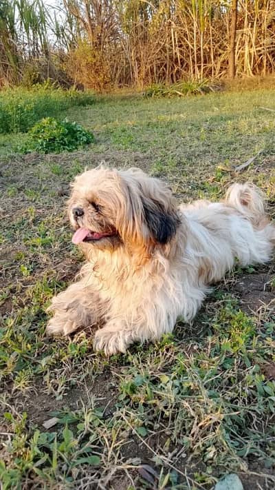 shitzu male dog for sale 03039216774