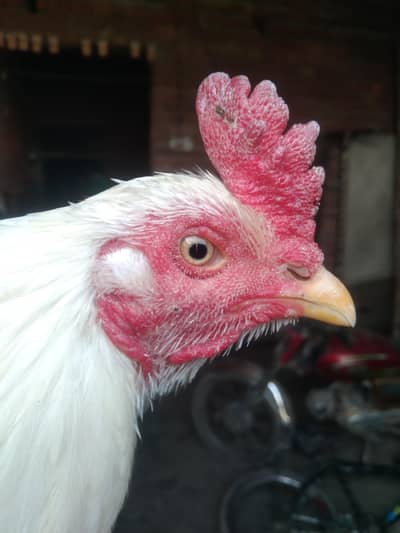 2 white Heera murga for sel