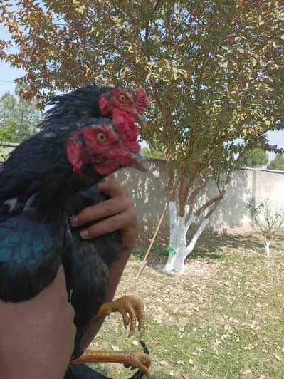 2 mushka patha for sale