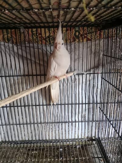 breeder pair with eggs