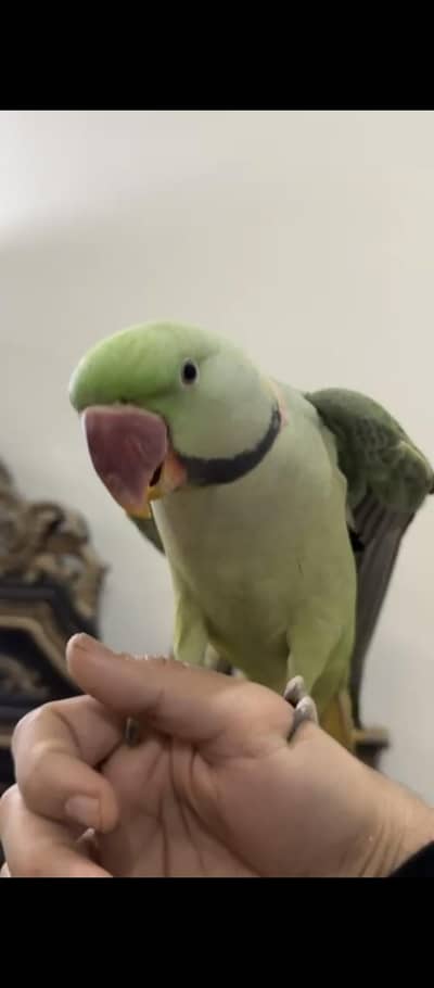 Tame Talking Raw alexander Breader Mail