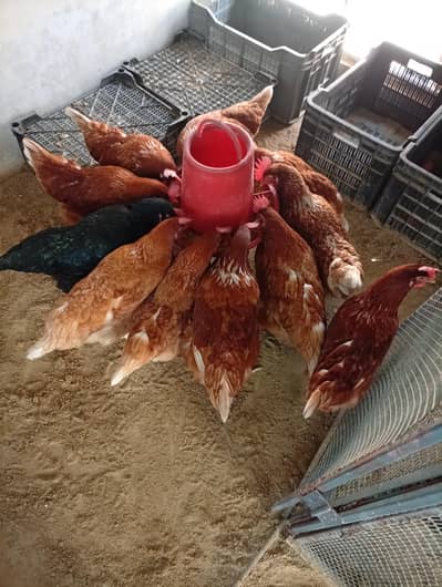 ڈیلی انڈے دینے والی مرغیاں