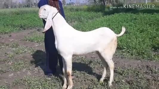 Rajanpuri Bakra For Sale/03102729869