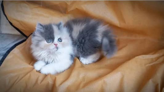Persian Cat for sale my WhatsApp number 03280797078