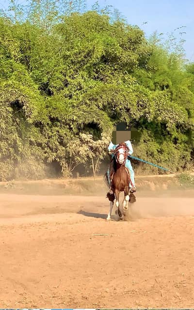 pure Desi chalbaz hor nazabaz speeder ghora