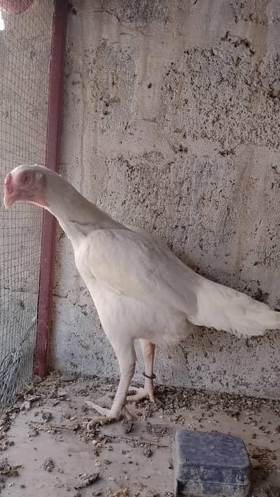 heera aseel qandhari female