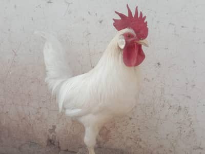white murga for sale