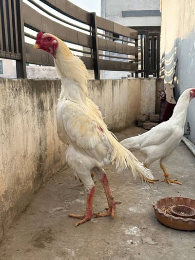 white shamo paper white 100%