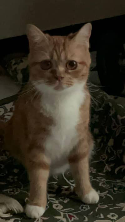 Persian And Stray Cross | Brown + White Colour Punch Face Cat