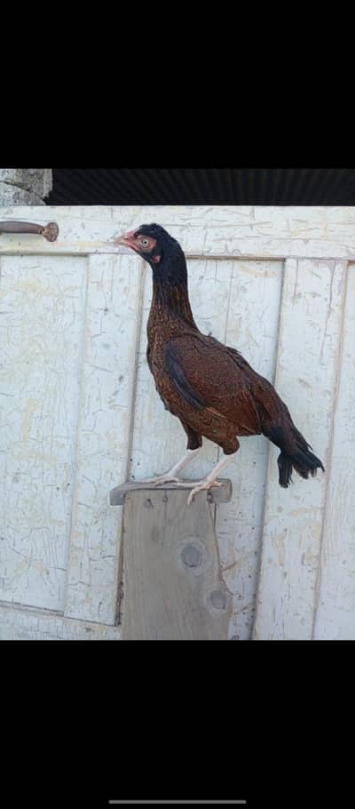 aseel hen/ amroha aseel