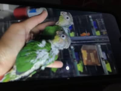 Yellow sider Conor chicks