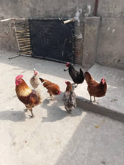 desi hens