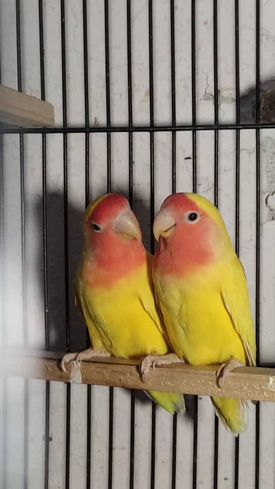 Comman lutino red eyes pair