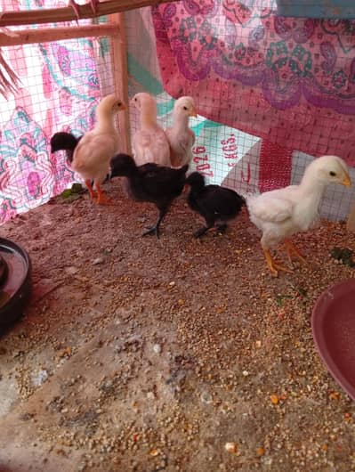 O SHAMO CHICKS FOR SALE