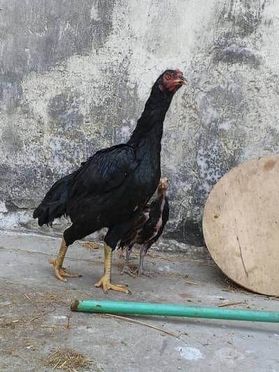 Aseel Mianwali murgi | With 1 chick